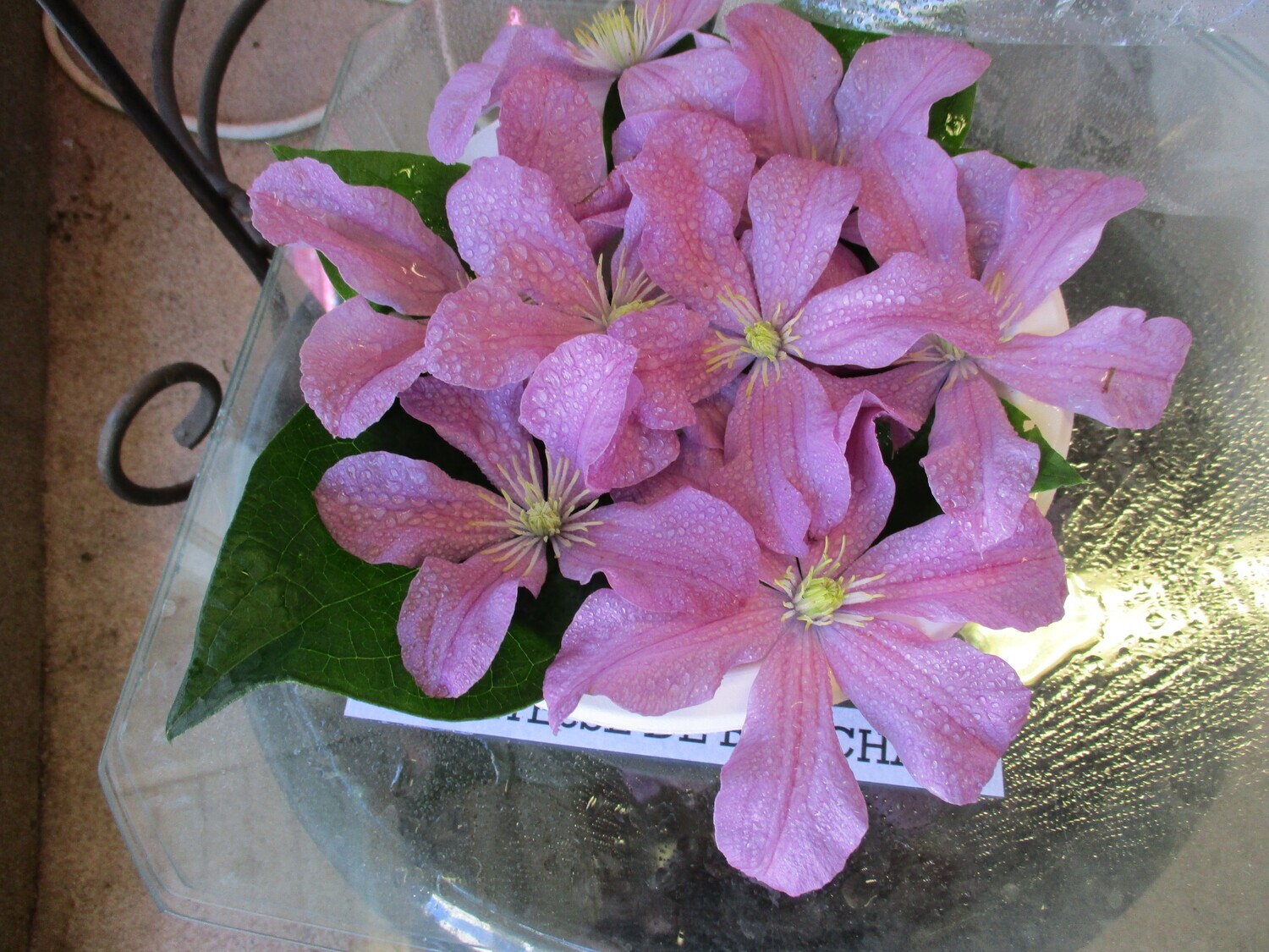 Loistokärhö Clematis `Comtesse De Bouchaud´