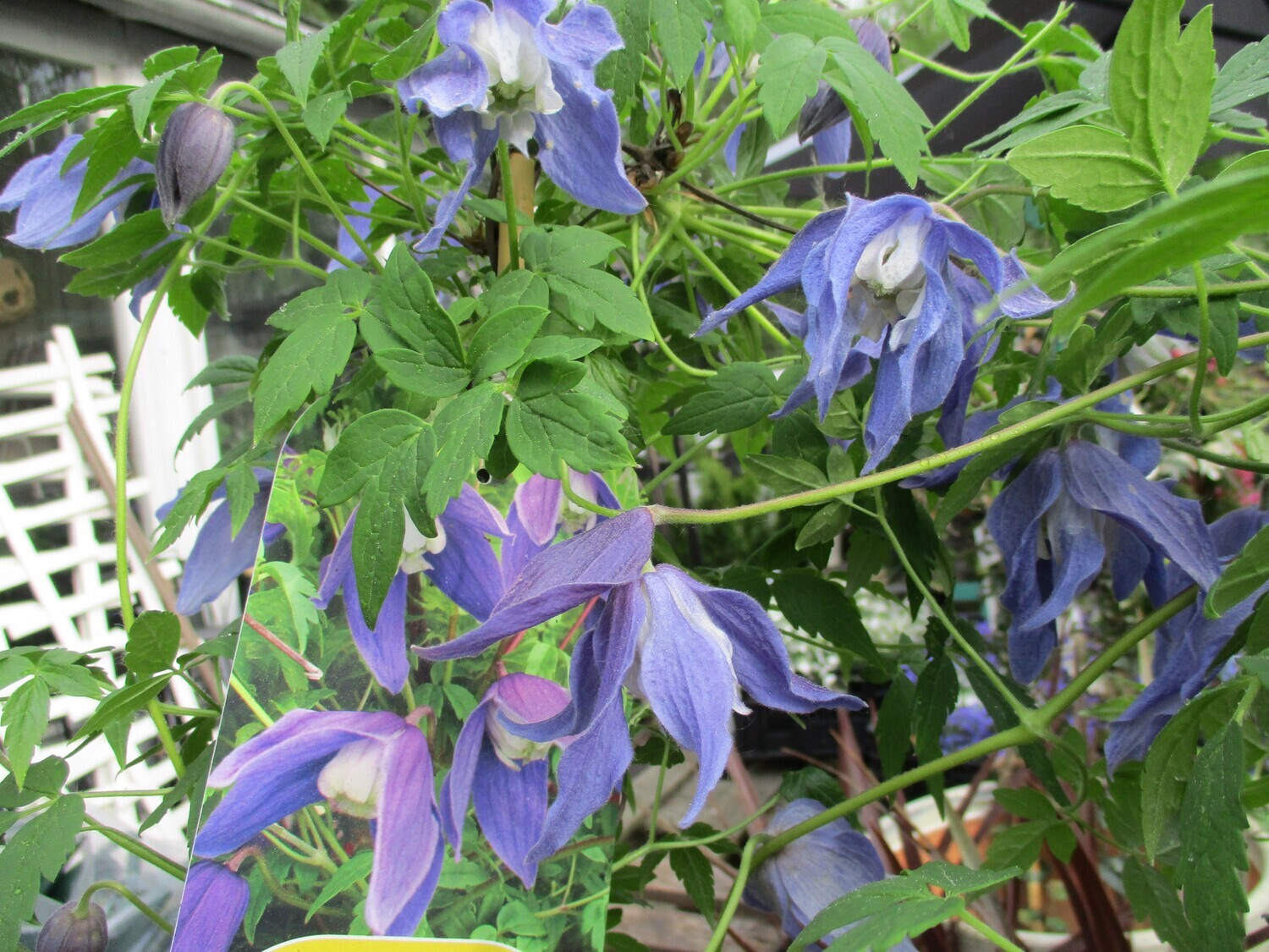 Tarha-alppikärhö Clematis ´Frances Rivis´