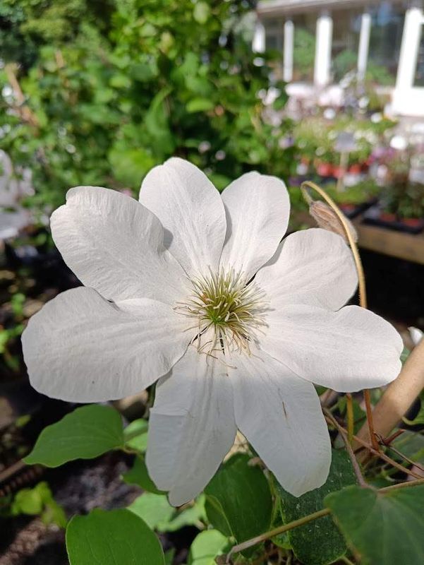 Loistokärhö Clematis ´Guernsey Cream´