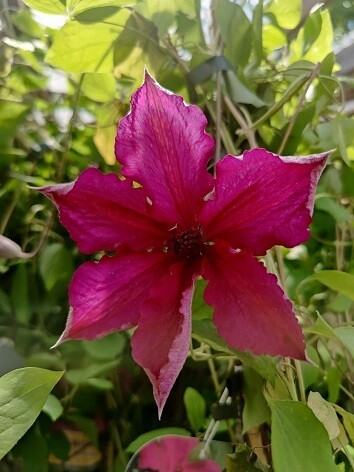 Loistokärhö Clematis ´Kardinal Wyszynski Loistokärhö Clematis ´Kardinal Wyszynski