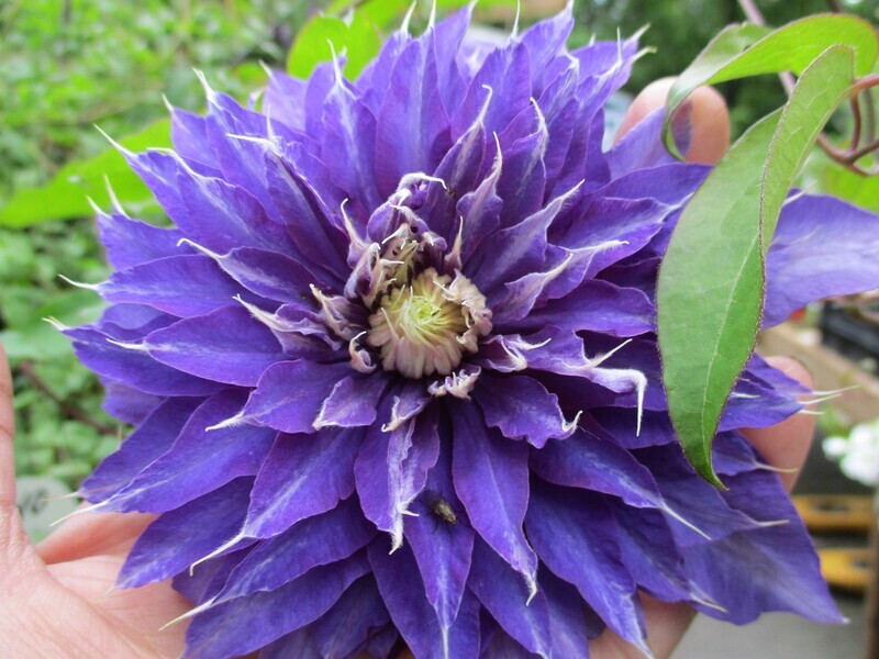 Loistokärhö Clematis ´Kiri Te Kanawa´