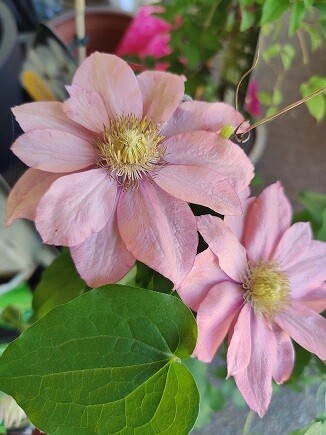 Loistokärhö Clematis Little Mermaid