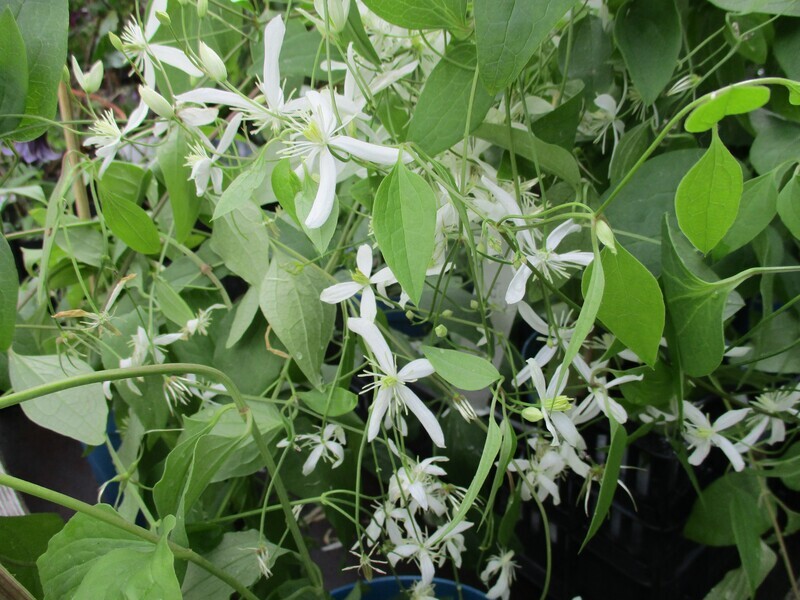 Mantsuriankärhö Clematis mandschurica Mantsuriankärhö Clematis mandschurica
