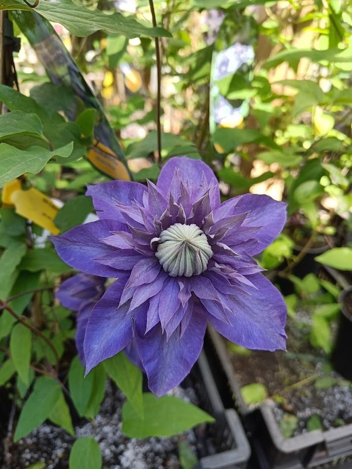 Loistokärhö Clematis ´Multi Blue´