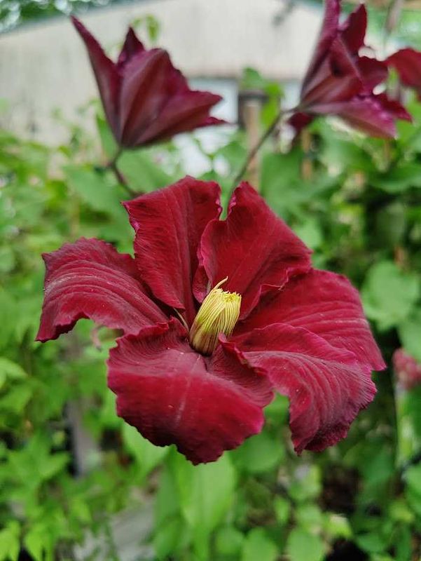Loistokärhö Clematis `Niobe´