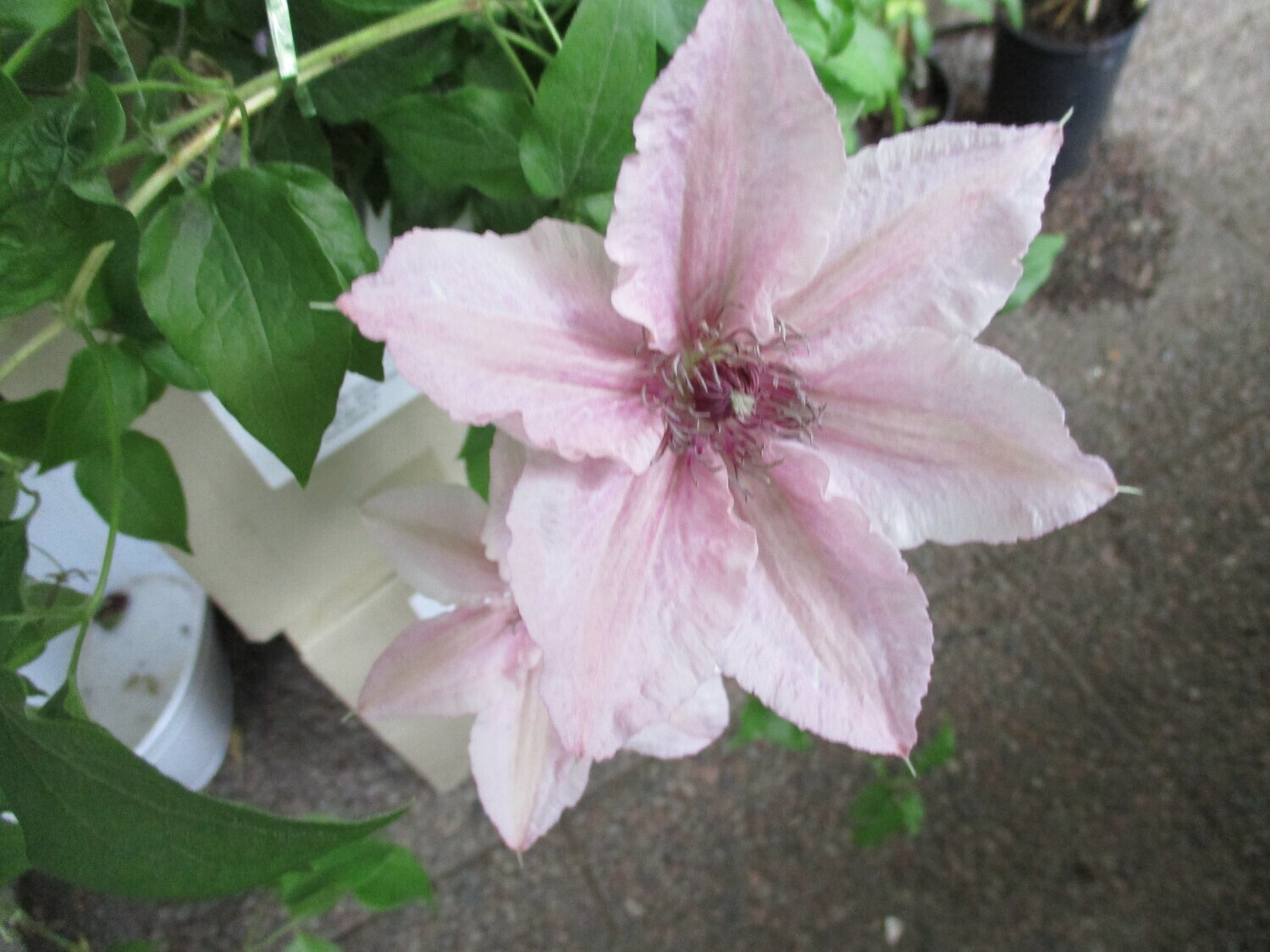 Loistokärhö Clematis ´Pink Fantasy´
