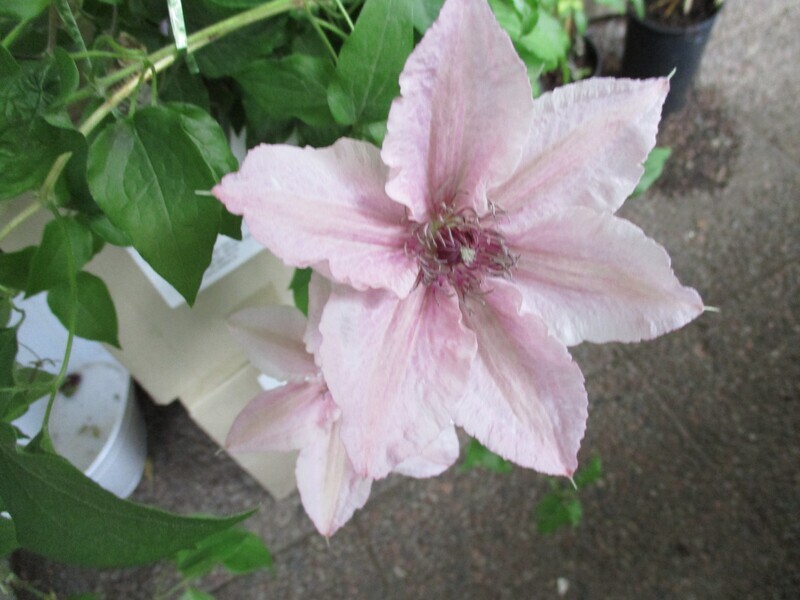 Loistokärhö Clematis ´Pink Fantasy´