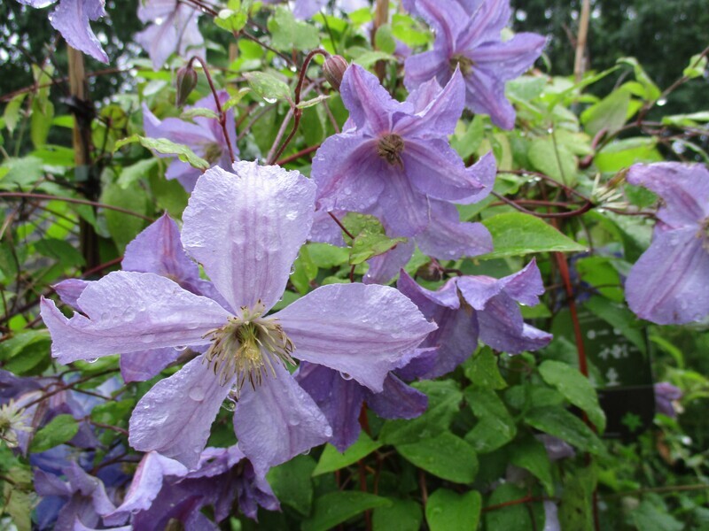 Viinikärhö Clematis `Sunny Sky´