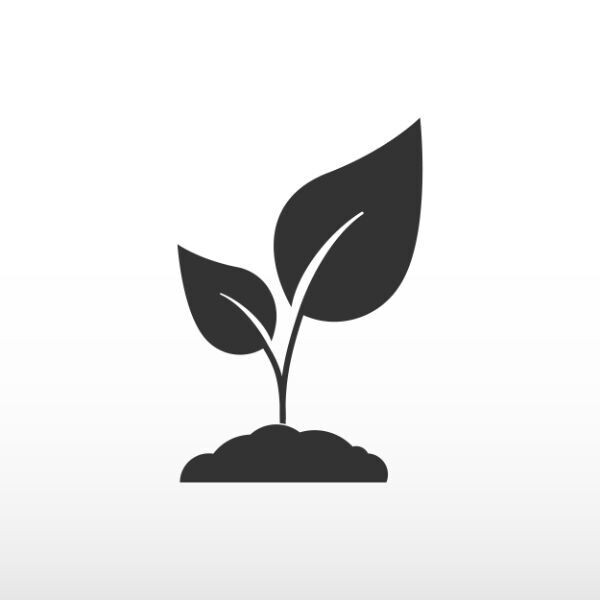 Tuoksukärhö Clematis ´Sweet Summer Love´