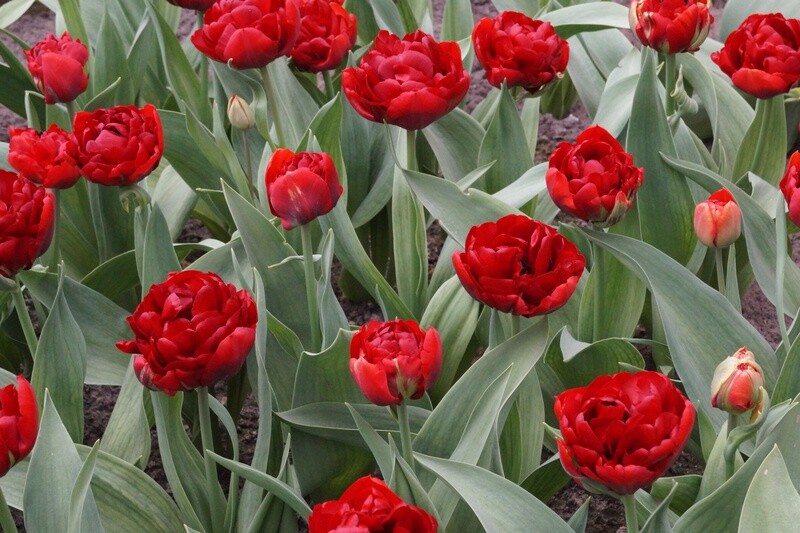 Tulppaani ´Abba´ (Tulipa douple early ´Abba´)