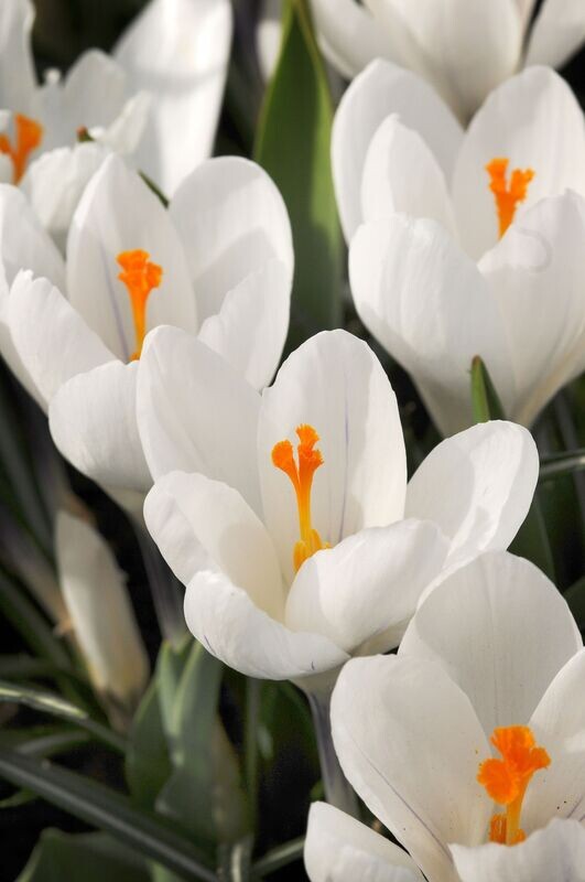 Krookus ´Jeanne d´arc´ (Crocus vernus ´Jeanne d´arc´)