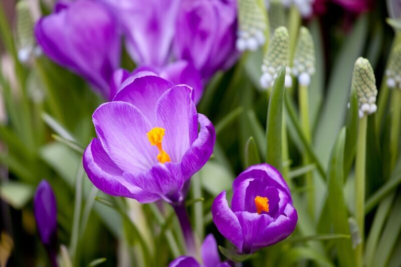 Krookus ´Remembrance´ (Crocus vernus ´Remenbrance´)
