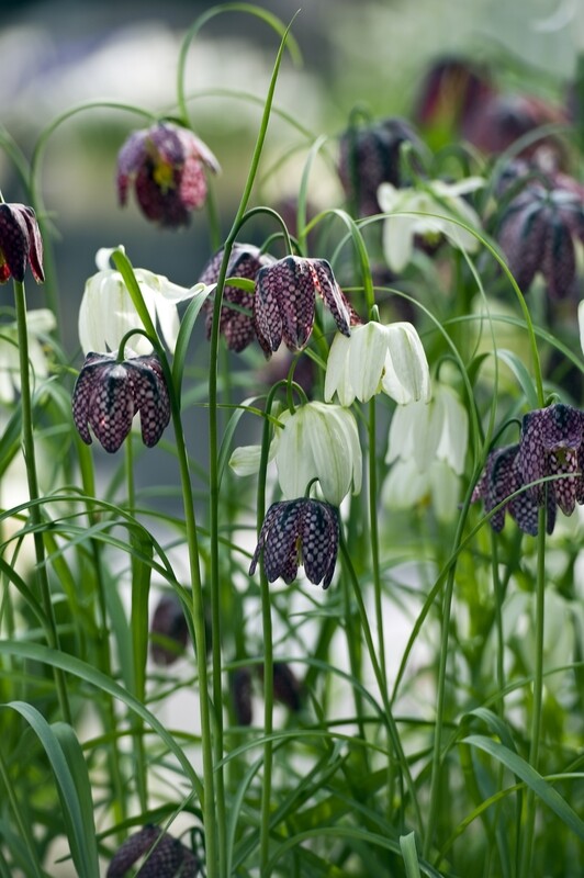Kirjopikarililja ( Fritillaria meleagris mixed)