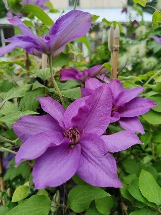 Loistokärhö Clematis ´Esther´ Loistokärhö Clematis ´Esther´