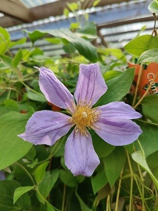 Tiukukärhö Clematis ´Juuli´ Tiukukärhö Clematis ´Juuli´