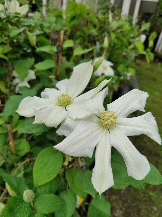Loistokärhö Clematis ´Toki´