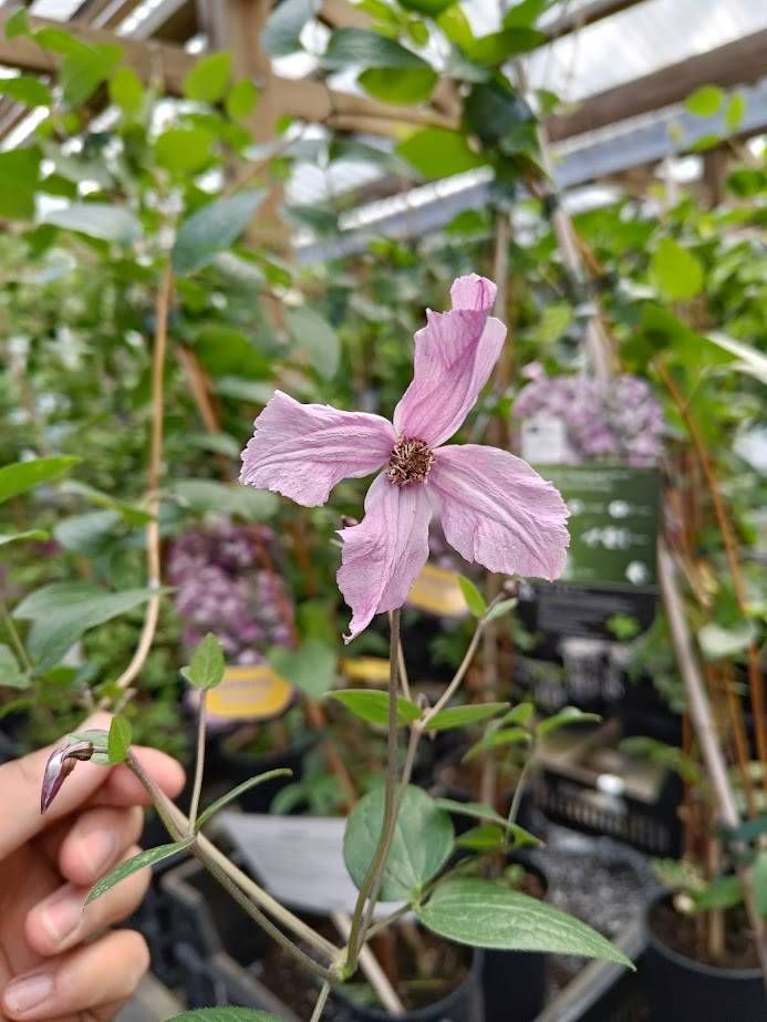 Tiukukärhö ´Hendryetta´ Diversifolia-ryhmä Tiukukärhö ´Hendryetta´ Diversifolia-ryhmä