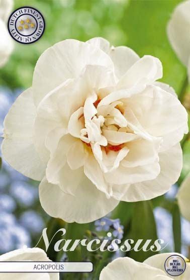 Tähtinarsissi ´Acropolis´ (Narcissus x incomparablis ´Acropolis´