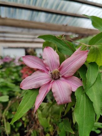 Loistokärhö ´Isabella´