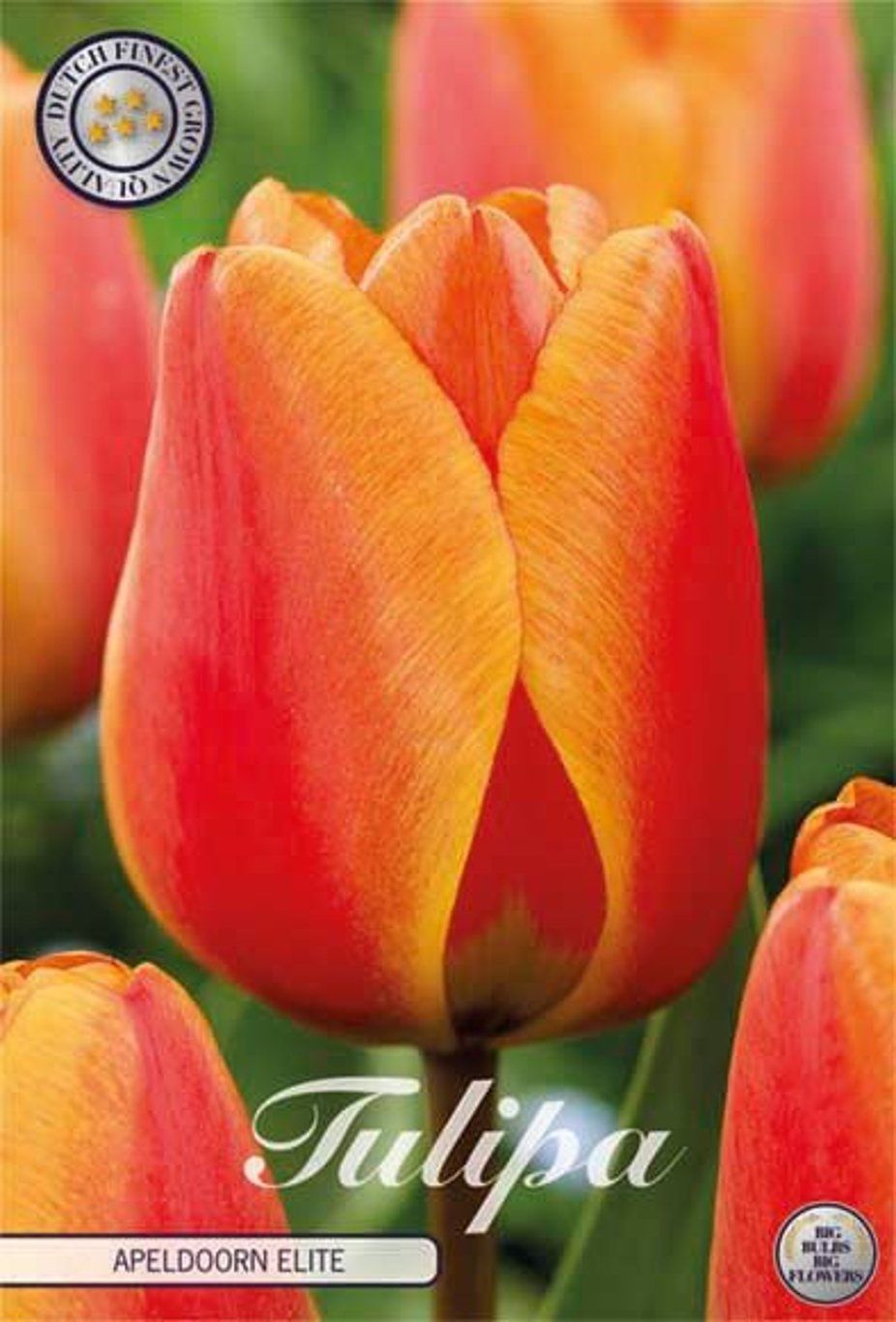 Darwintulppaani ´Apeldoorn elite´ (Tulipa darwin hypride ´Apeldoorn elite´ Darwintulppaani ´Apeldoorn elite´ (Tulipa darwin hypride ´Apeldoorn elite´