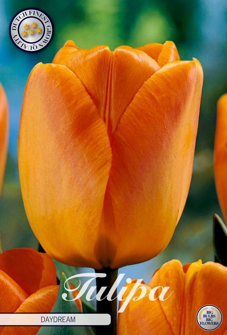 Darwintulppaani ´Daydream´ (Tulipa darwin hybride ´Daydream´) Darwintulppaani ´Daydream´ (Tulipa darwin hybride ´Daydream´)