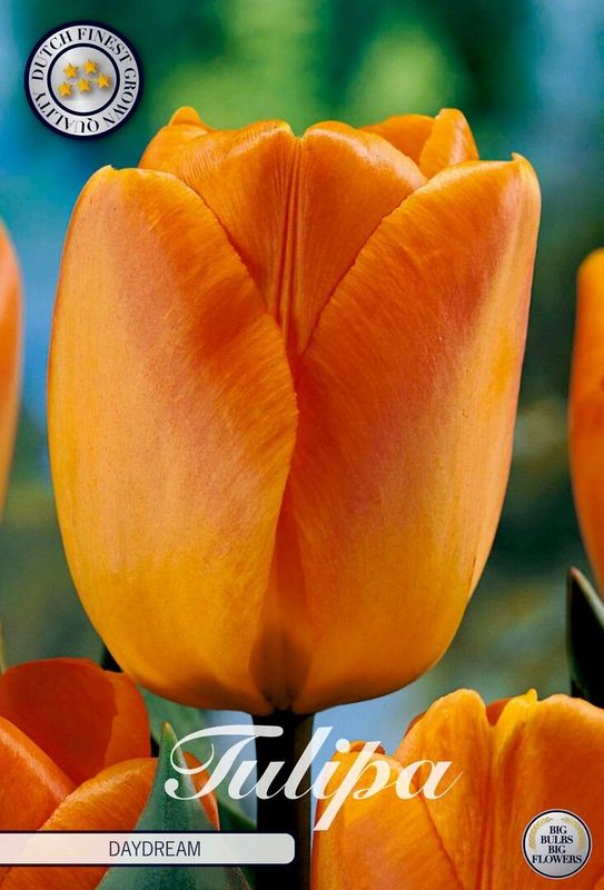 Darwintulppaani ´Daydream´ (Tulipa darwin hybride ´Daydream´) Darwintulppaani ´Daydream´ (Tulipa darwin hybride ´Daydream´)