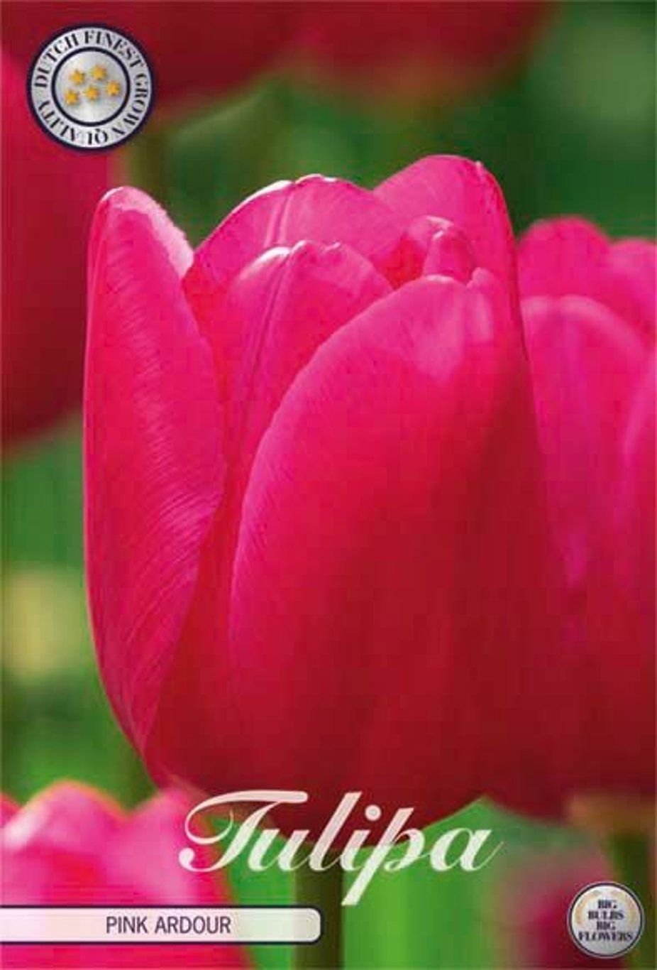 Tulppaani ´Pink ardow´ (Tulipa ´Pink ardow´