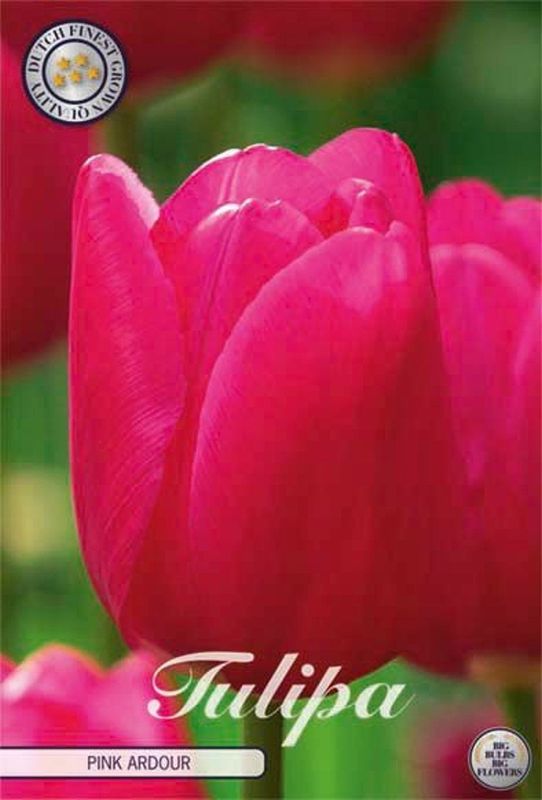 Tulppaani ´Pink ardow´ (Tulipa ´Pink ardow´