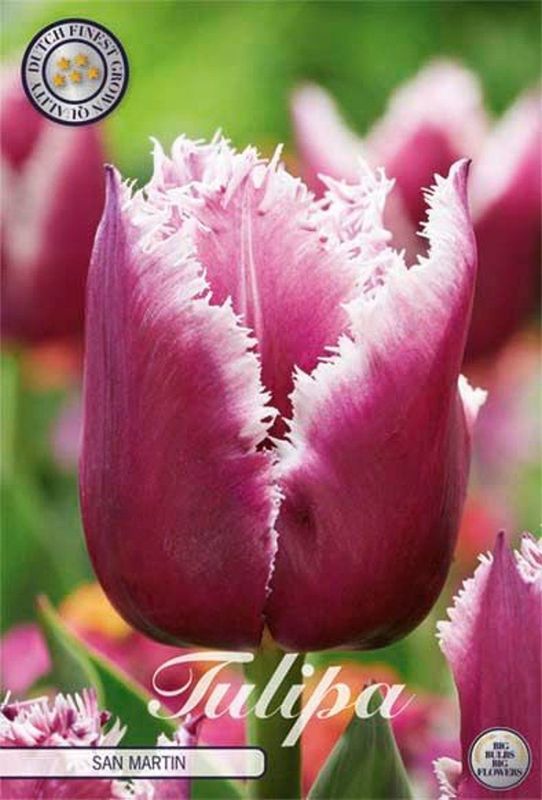 Tulppaani ´San Martin´ (Tulipa ´San Martin´)