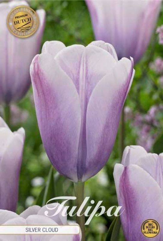 Tulppaani ´Silver cloud´ (Tulipa ´Silver cloud´)