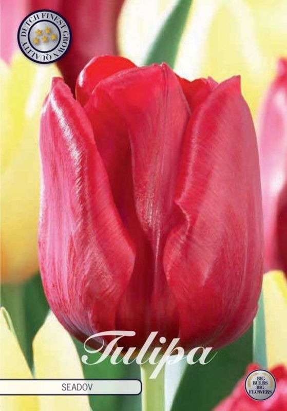 Tulppaani ´Seadov´ (Tulipa ´Seadov´)