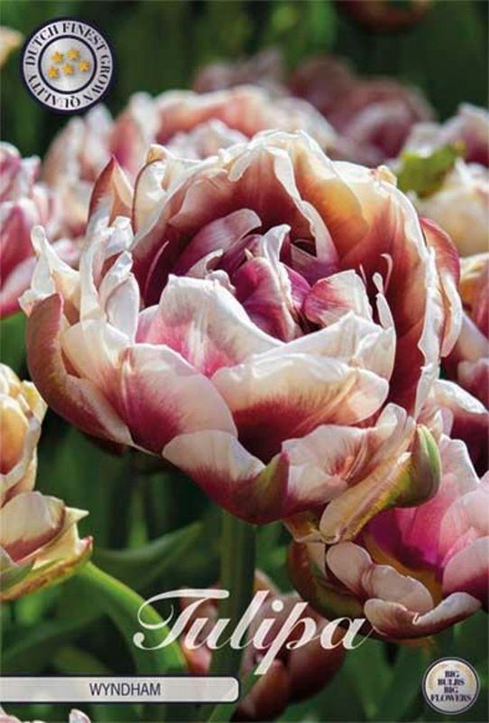Tulppaani ´Wyndham´ (Tulipa ´Wyndham´ )