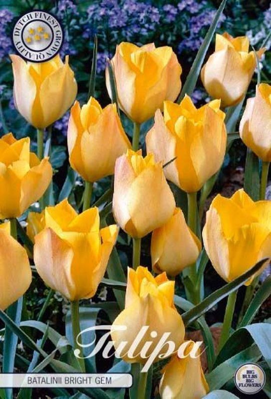 Tulppaani ´Batalinii bright gem´ (Tulipa ´Batalinii brigth gem´)