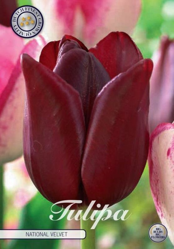 Tulppaani ´National velvet´ (Tulipa National velvet)