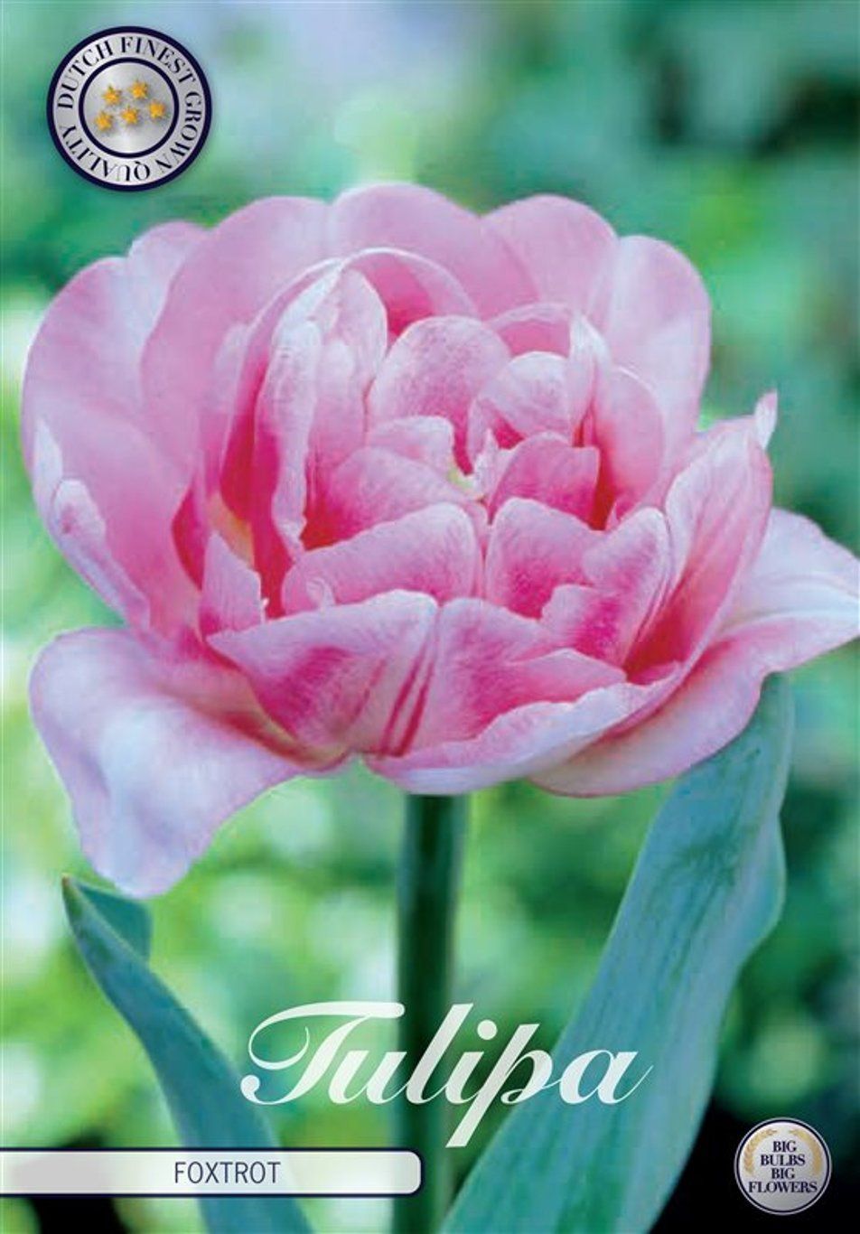 Tulppaani ´Foxtrot´ (Tulipa ´Foxtrot´ )
