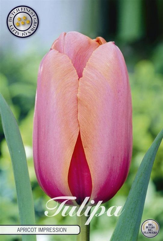 Tulppaani ´Apricot impression´ ( Tulipa ´Apricot impression`)