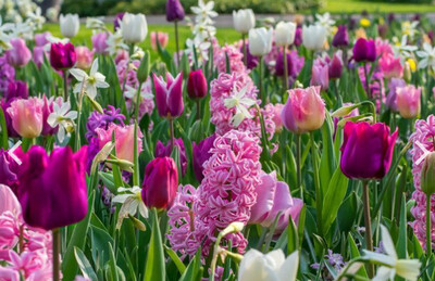 Rudenī stādāmas sīpolpuķes, sakneņi un gumi