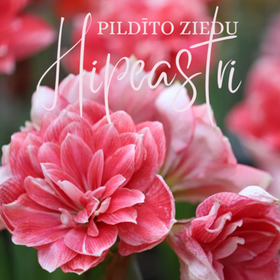 Pildīto ziedu hipeastri