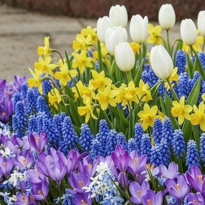 Ziedi stādīšanai dārzā