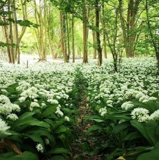 Lakši 100 sīpoli ar saņemšanu 2026.gada rudenī