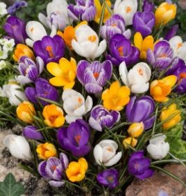 Krokusi 50 sīpoli ar saņemšanu 2026.gada rudenī