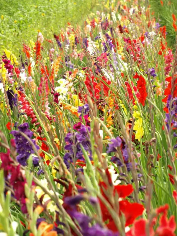 Gladiolu sīpolu MIX "Kaķis maisā" 10gb