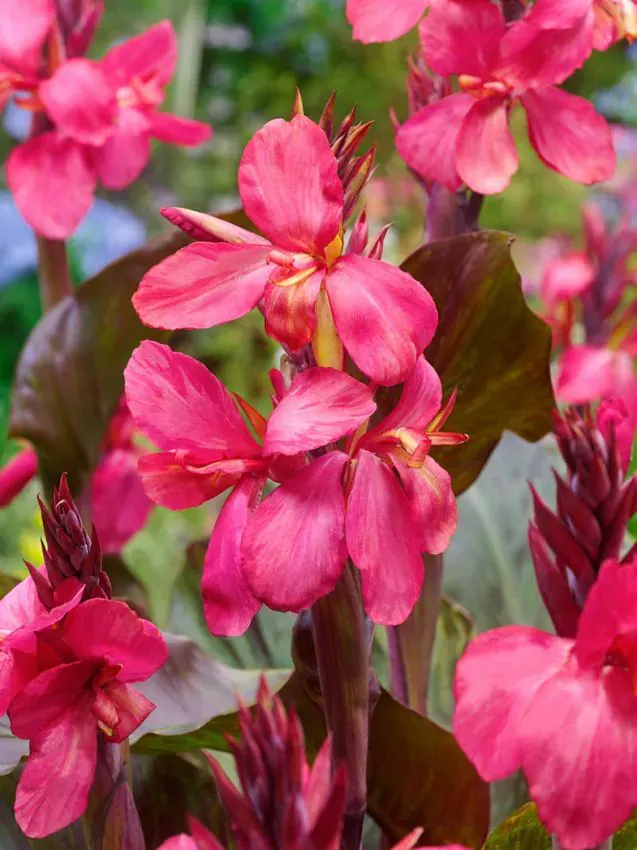 Kannas Pink futurity (~60cm) gumi 1gb