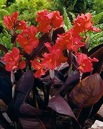 Kannas Red futurity (~60cm) gumi 1gb