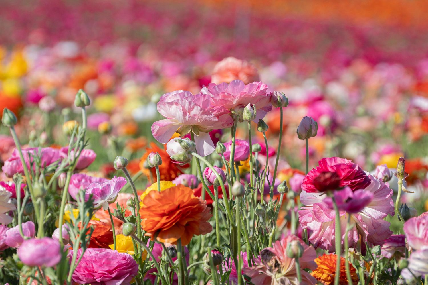 Āzijas gundegas (Ranunculus) 10gb