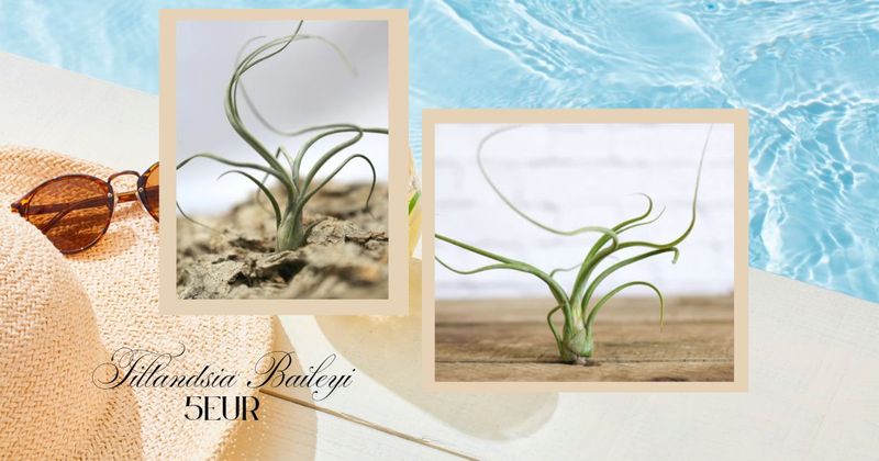 Tillandsia Baileyi