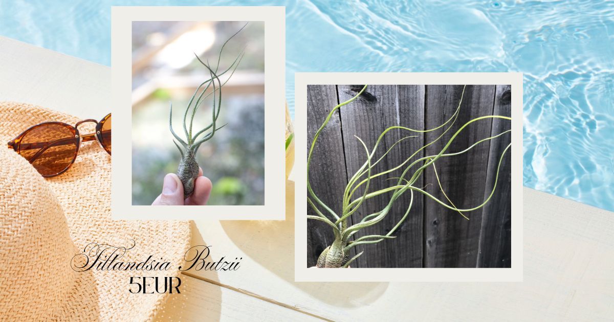 Tillandsia Butzii