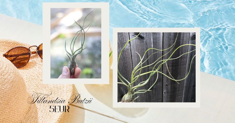 Tillandsia Butzii