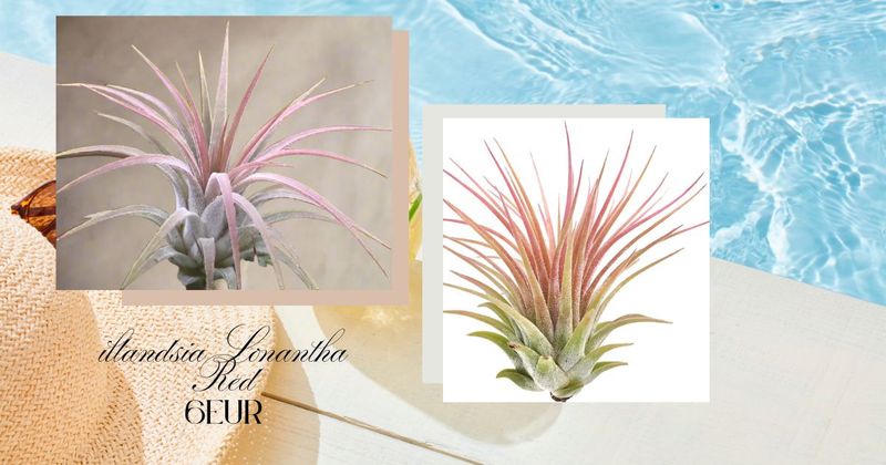 Tillandsia Lonantha Red
