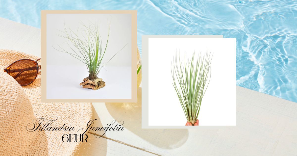 Tillandsia Juncifolia